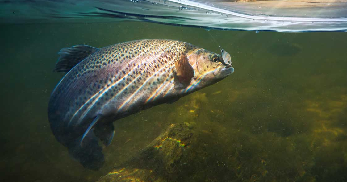 FWP launches new public portal to report sightings of sick or dead fish - Vimarsana News