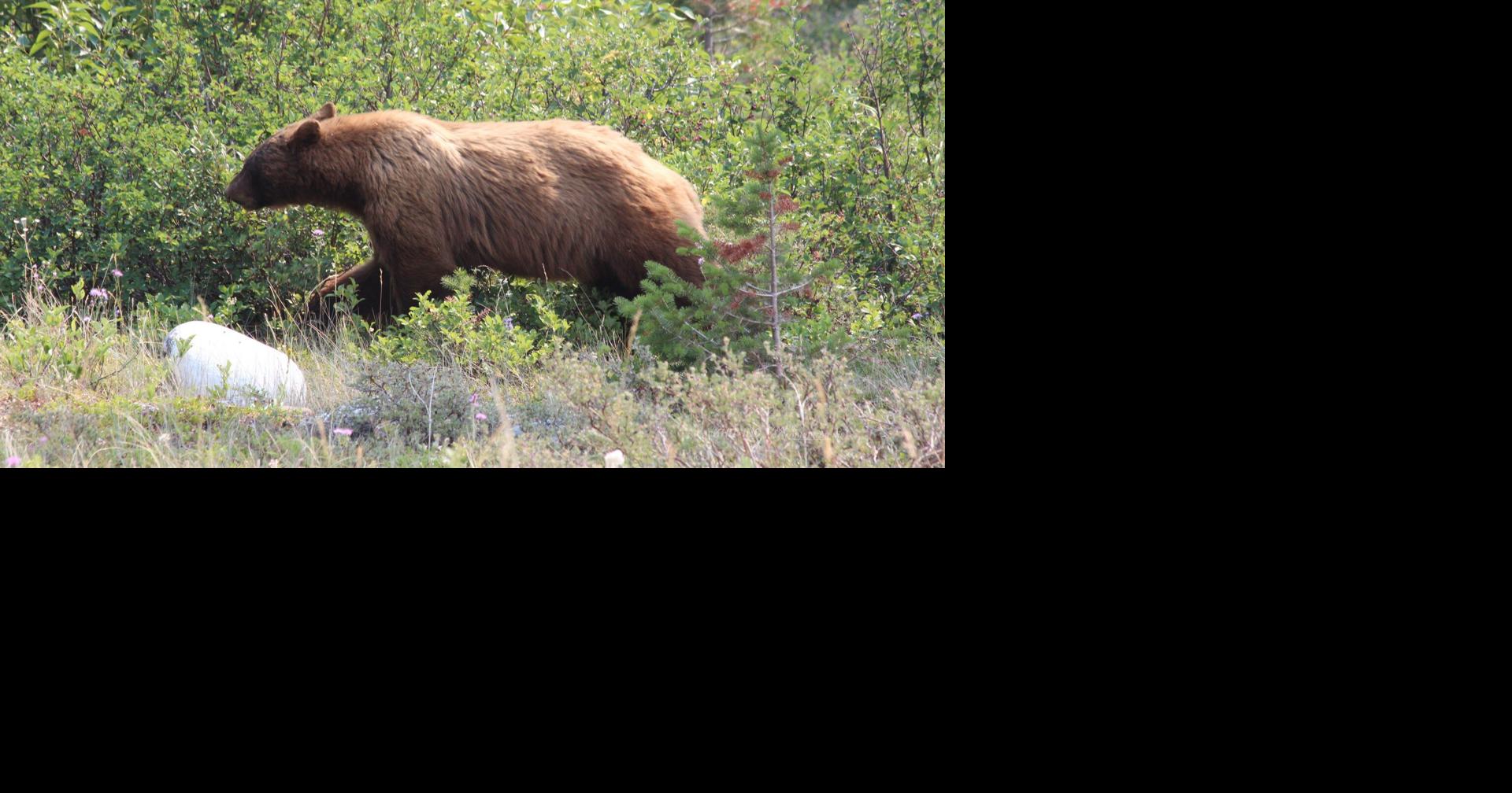 More bears, more people, more sightings, NonStop Local Great Falls