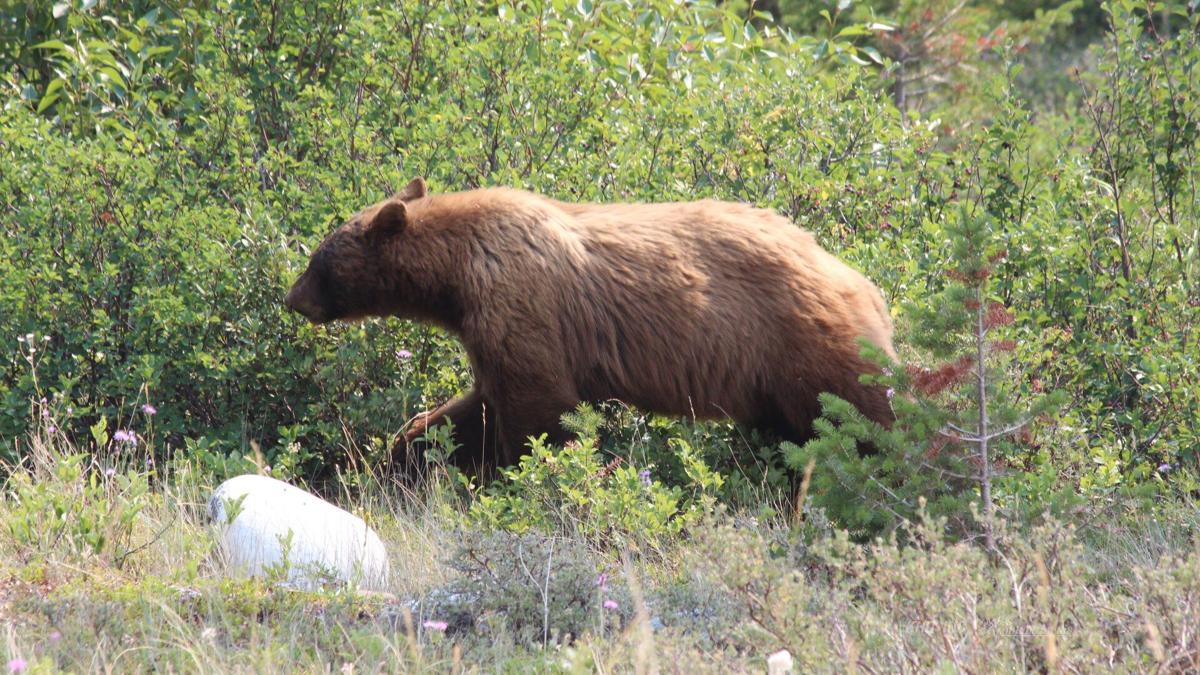 More bears, more people, more sightings, NonStop Local Great Falls
