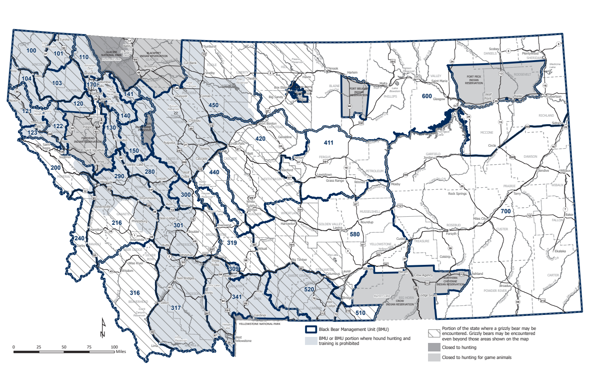 New Montana Hunting Regulation Aims To Maintain Female Black Bear 
