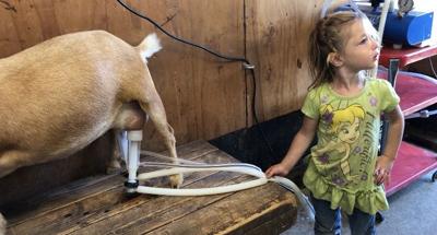 A family's 4-H dairy goats helping their lactose intolerant daughter