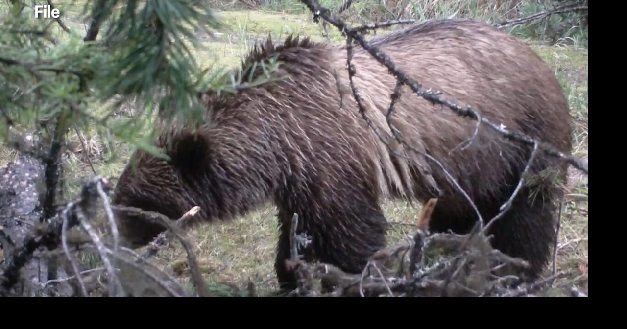 Bozeman residents weigh in on proposed grizzly management change Jul 15, 2026 4 mins ago