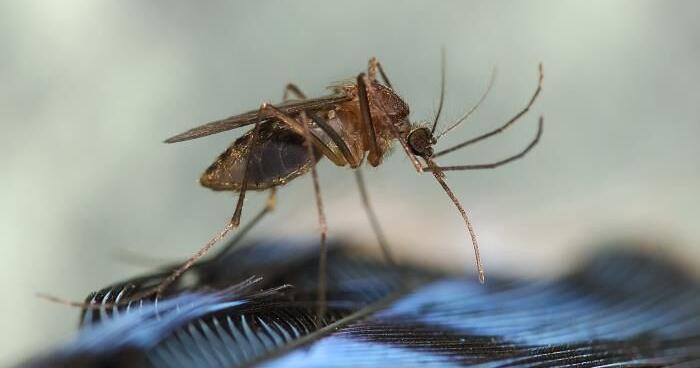 West Nile Virus detected in mosquito pool near Simms