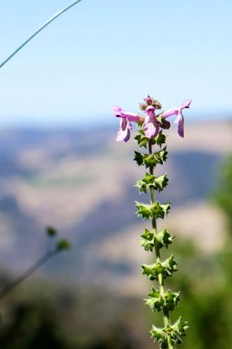 KS - Garland18 - flower.jpg