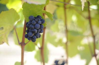 Pinot