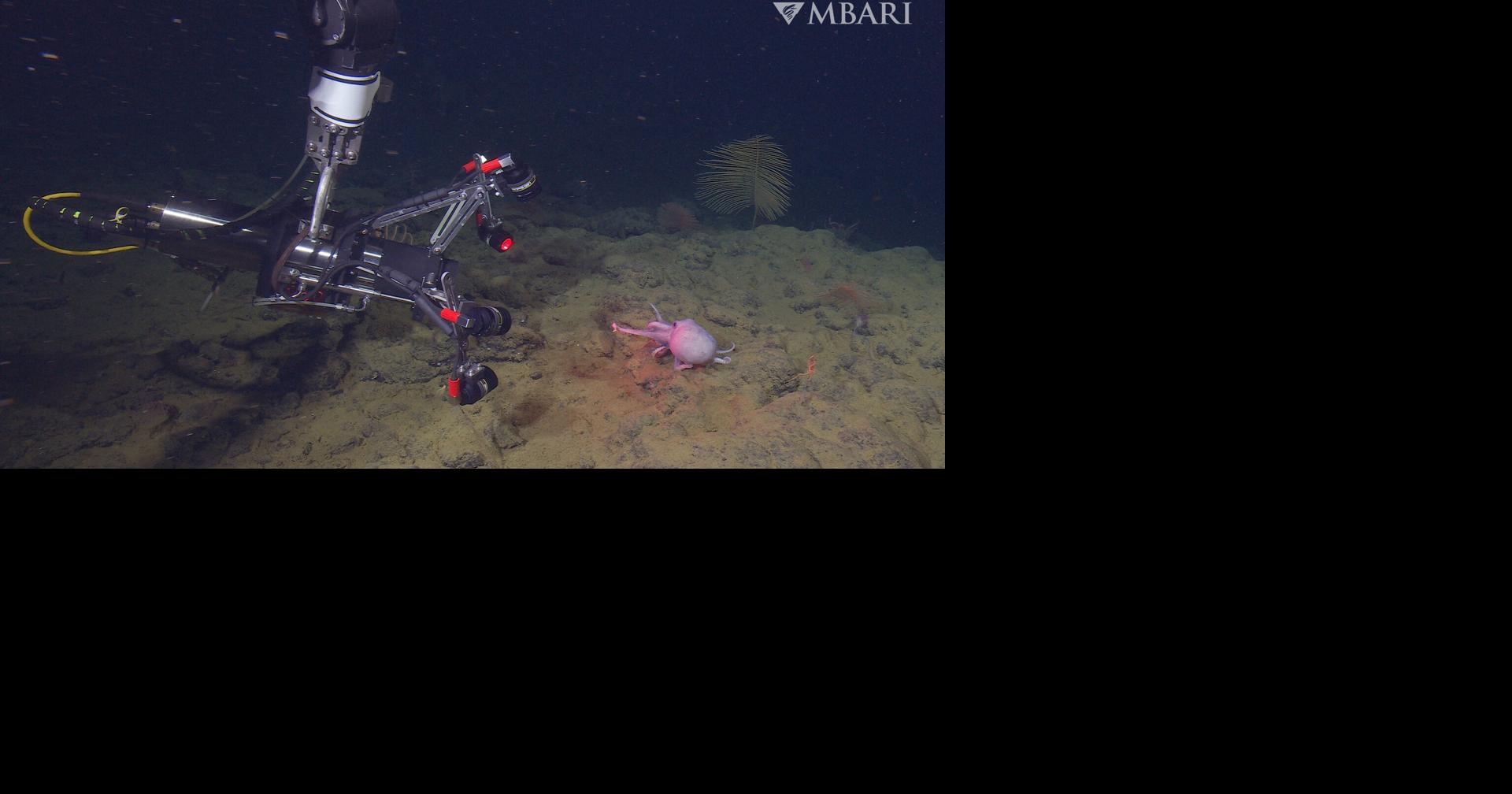 Underwater Camera Revolutionizes Octopus Study | News ...