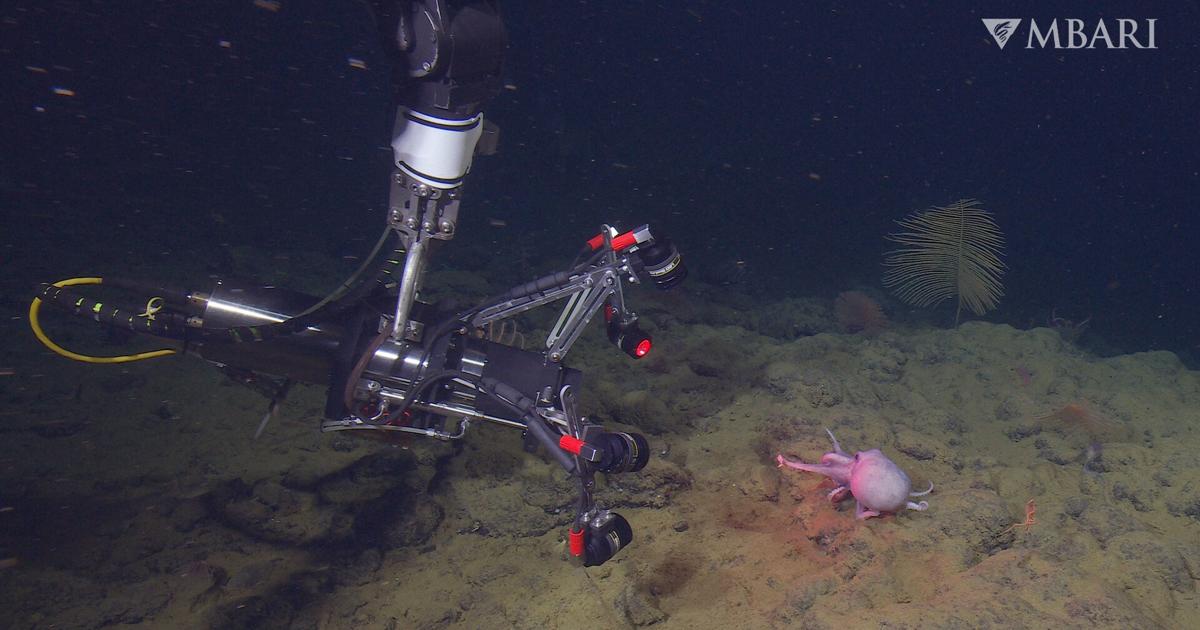 horus underwater camera - realtime underwater image... Underwater Camera Revolutionizes Octopus Study | News ...