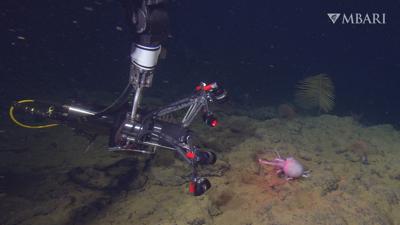 MBARI EyeRIS camera octopus