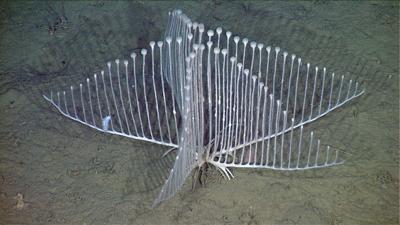 MBARI Discovers New Species of Carnivorous Sponge  