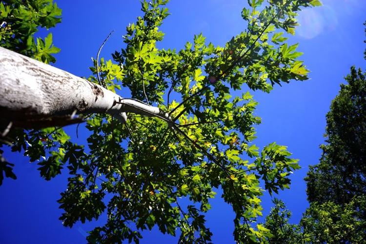 KS - Garland19 - tree.jpg