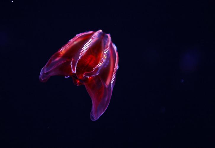 032122 Deep Sea Aquarium 04.jpg