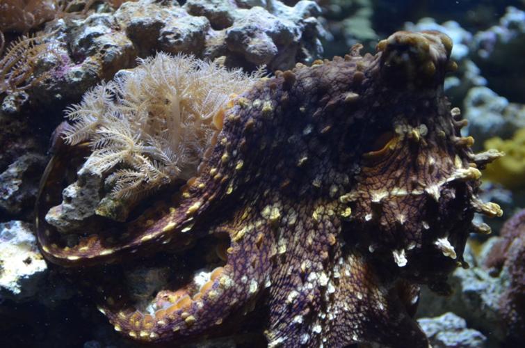 camoflauge octopus.JPG