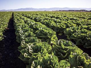 Taylor Farms pulls Mexico-sourced lettuce in response to Cyclospora outbreak.