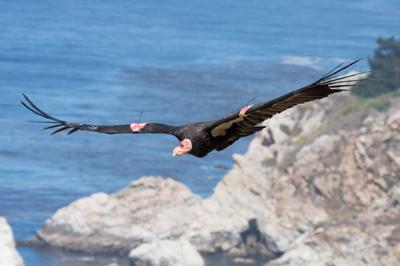Condor in Big Sur