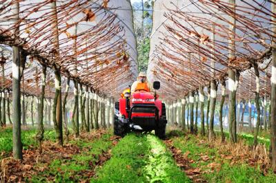 Tractor in a greenhouse