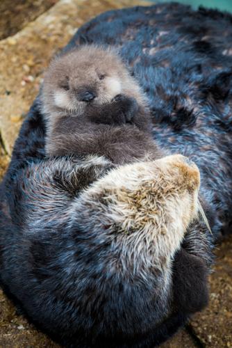Cute Overload