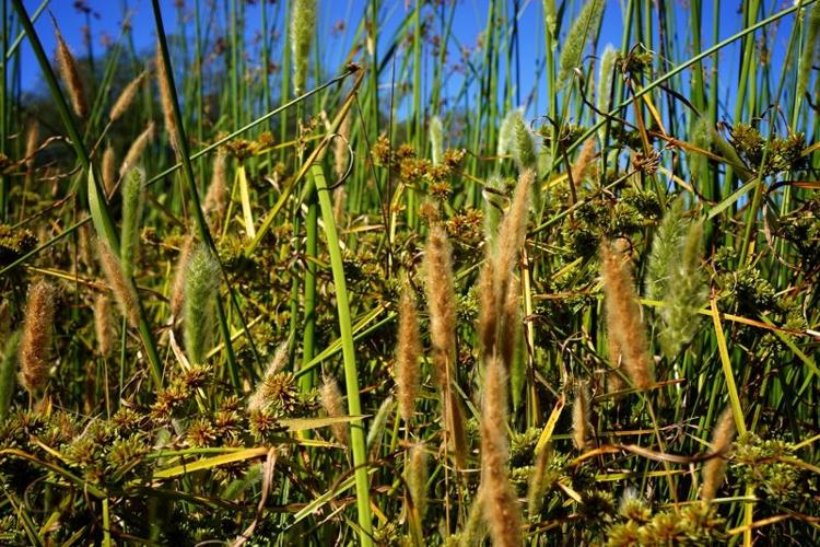 KS - Garland25 - reeds.jpg