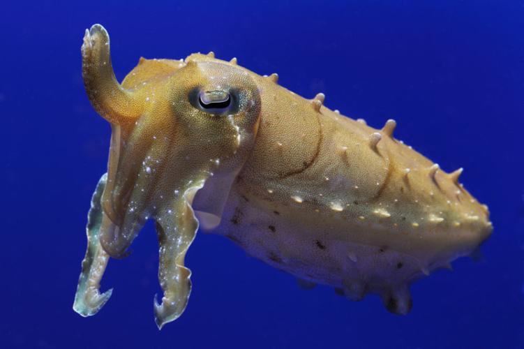 Broadclub cuttlefish