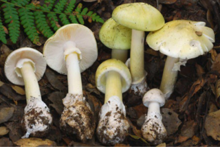 Deadly mushroom poisonings continue in California, with at least one new case in Monterey County.