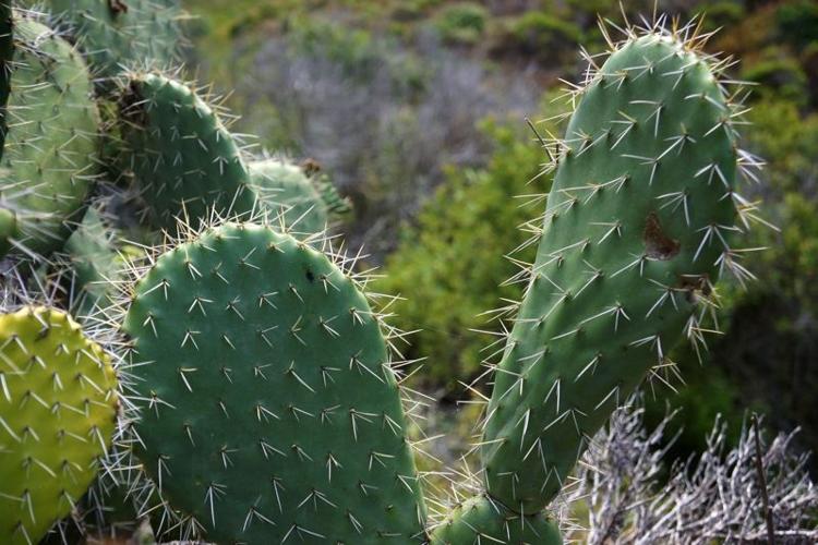 cactus - KS.jpg