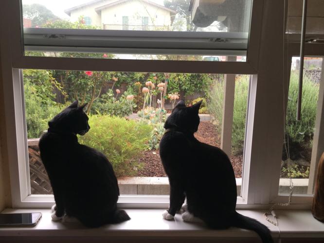 Violet and Bixby