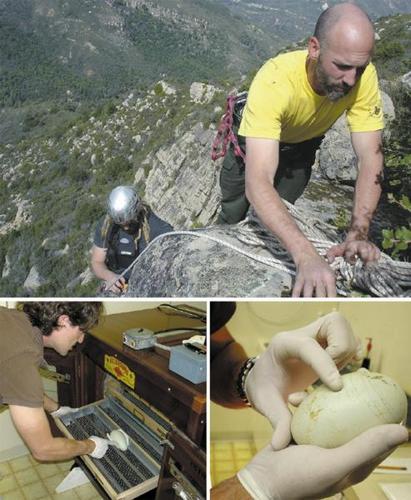 An incredible journey from a cliff-top cave in backcountry Big Sur to the Los Angeles Zoo—and back.  