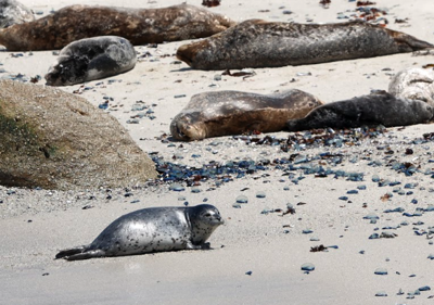Harbor seals