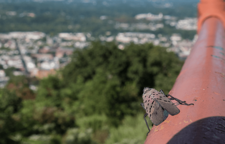 Spotted Lanternfly