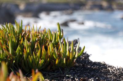 Ice plants