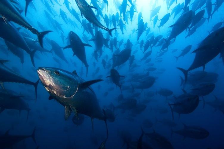 BluefinTuna.CR_BrianSkerry2.jpg