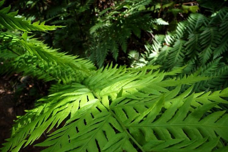 fern - KS.jpg