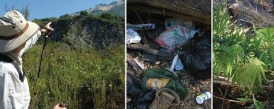 Huge pot-growing operations are trashing Los Padres National Forest, and no one’s cleaning them up.  
