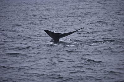 Japan must halt Antarctic whaling.