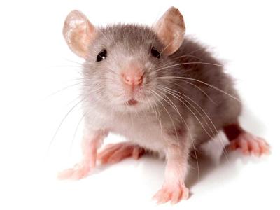 Mouse Trap