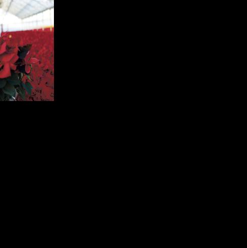 Poinsettias are a classic Christmas plant, and Francisco Castaneda tends to a million of them.