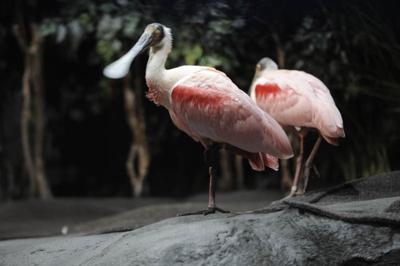 Aquarium’s newest exhibit brings climate change home colorfully.  