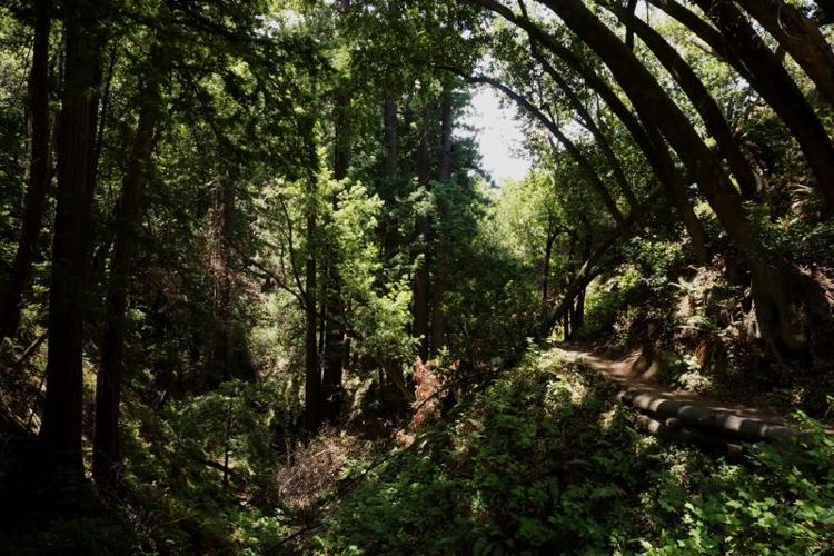 forest - KS.jpg