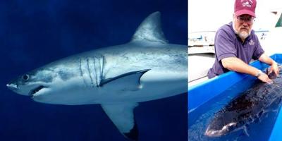 The untold story of the biggest star to ever swim in the Monterey Bay Aquarium.  