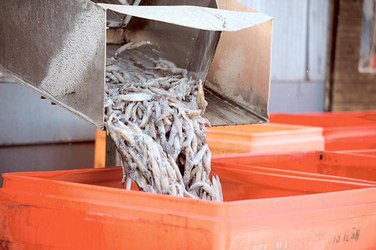 Fish Story