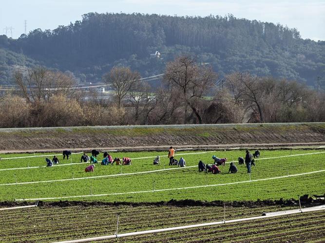 Beyond the Fields