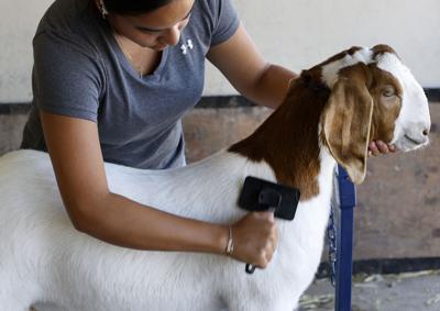 Salinas FFA student Lily Tenorio brushes Hank Jr. at the Salinas FFA barn