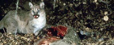 Recent urban sightings underscore the need to study local mountain lions.  