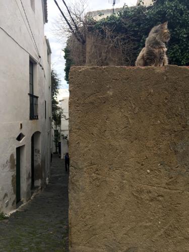 Cat and Alley