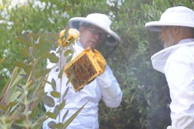 Cindy Walter goes beekeeping