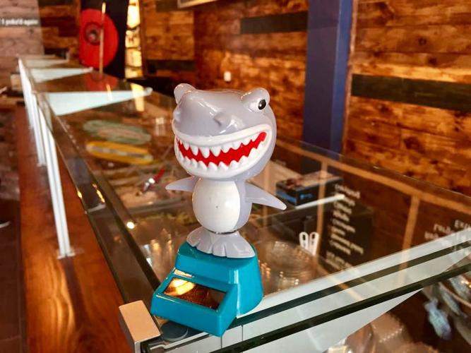 Sharky