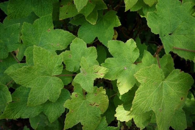 leaves - KS.jpg