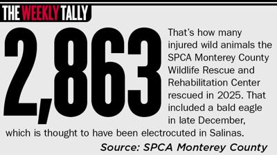 The Weekly Tally 01.08.26
