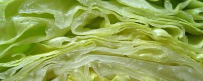 A higher kind of cabbage understanding.  