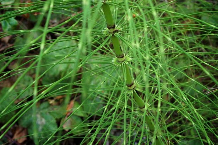 plant - KS.jpg