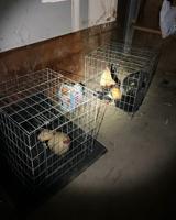 Greenfield PD breaks up a cockfighting operation, 40 people fled the scene.